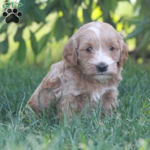 Ashton, Mini Goldendoodle Puppy